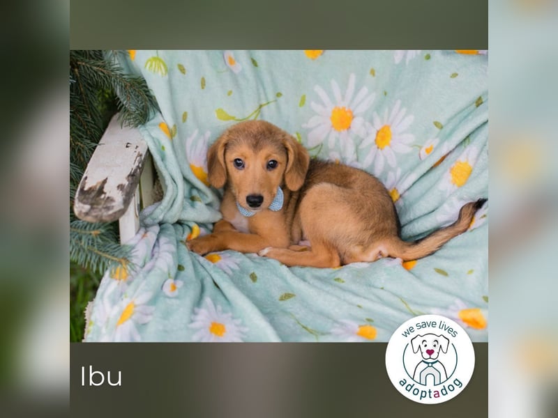 Ibu sucht ein Zuhause
