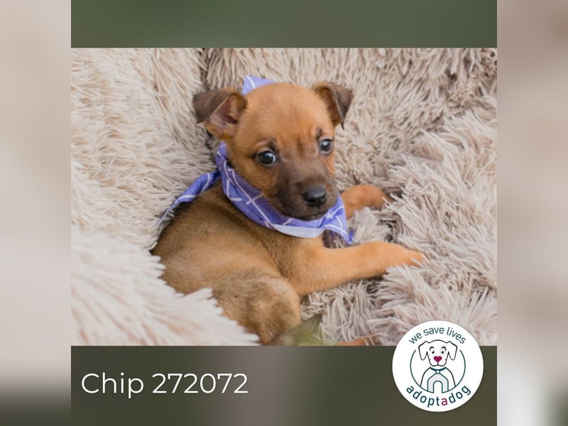 Chip 272072 sucht ein Zuhause