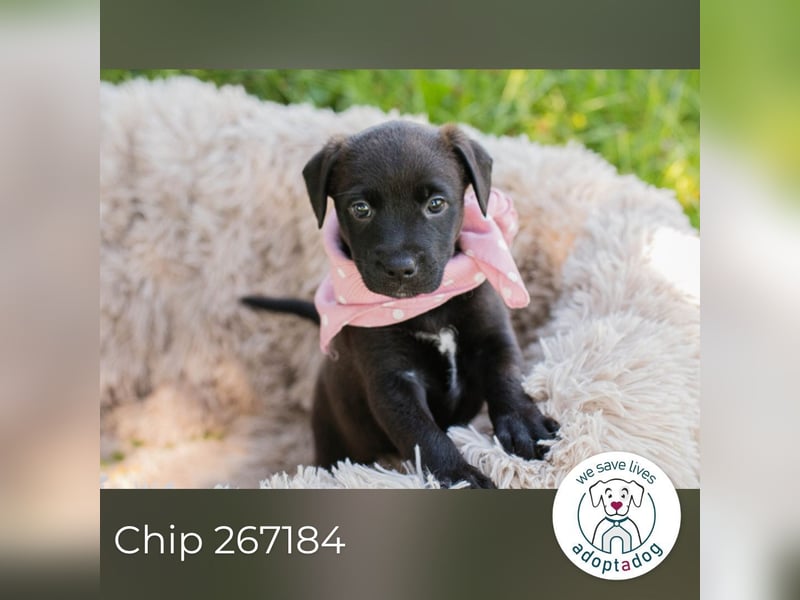 Chip 267184 sucht ein Zuhause