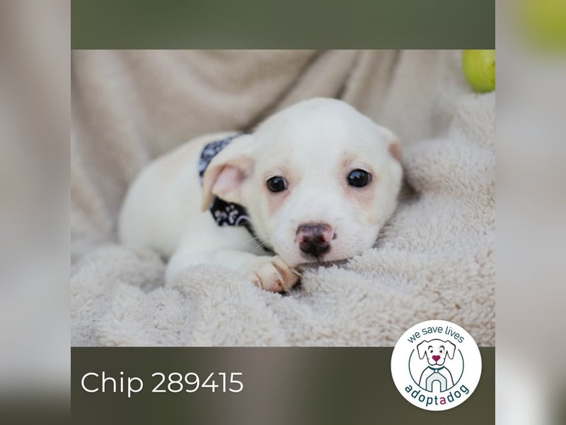 Chip 289415 sucht ein zu Hause