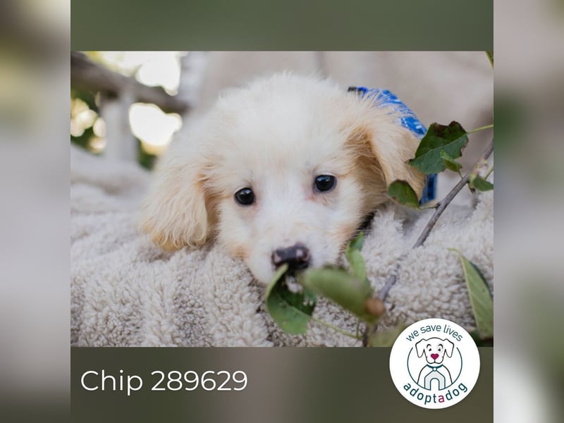 Chip 289629 sucht ein zu Hause