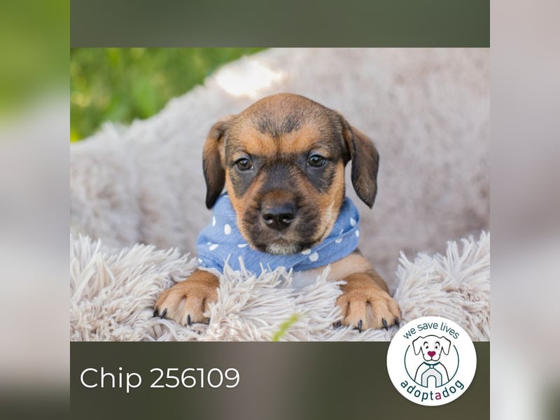 Chip 256109 sucht ein Zuhause