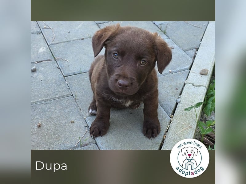 Dupa 287987 sucht ein zu Hause