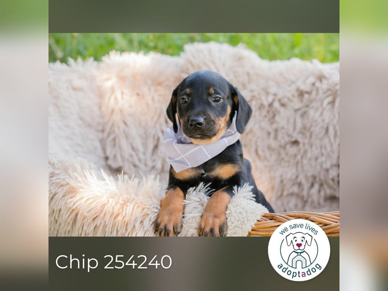 Chip 254240 sucht ein Zuhause