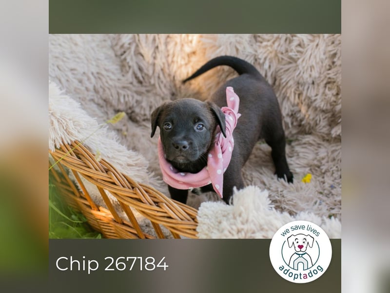 Chip 267184 sucht ein Zuhause