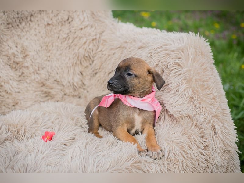 Loni sucht ein Zuhause