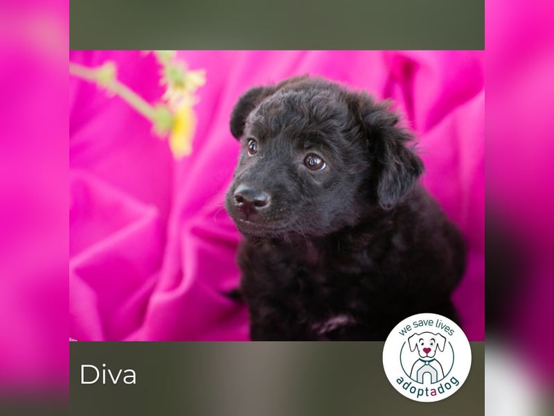 Diva sucht ein Zuhause
