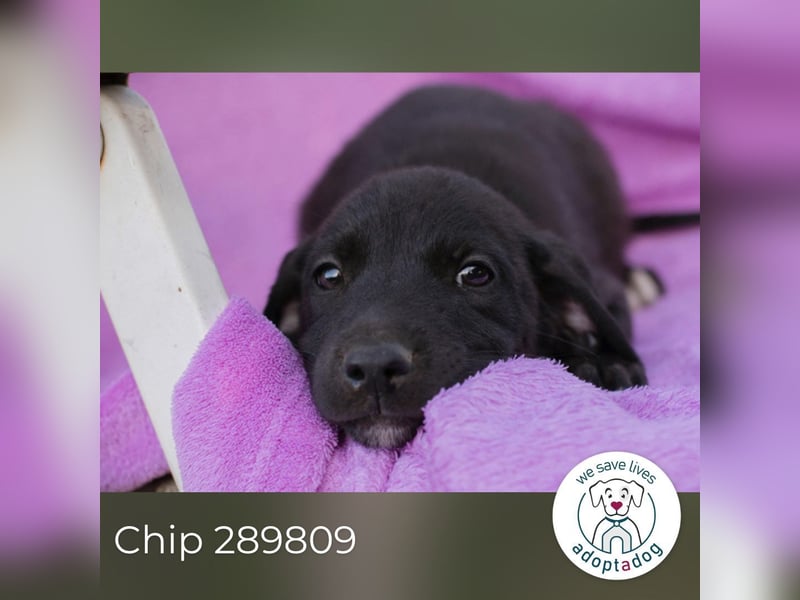 Chip 289809 sucht ein zu Hause