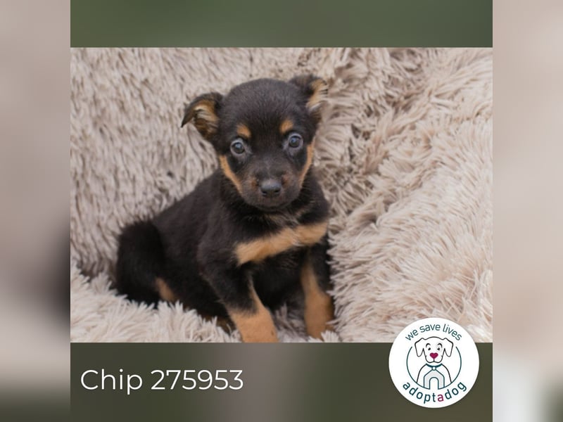 Chip 275953 sucht ein Zuhause