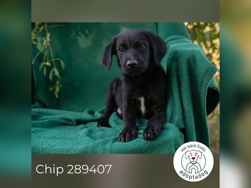 Chip 289407 sucht ein zu Hause