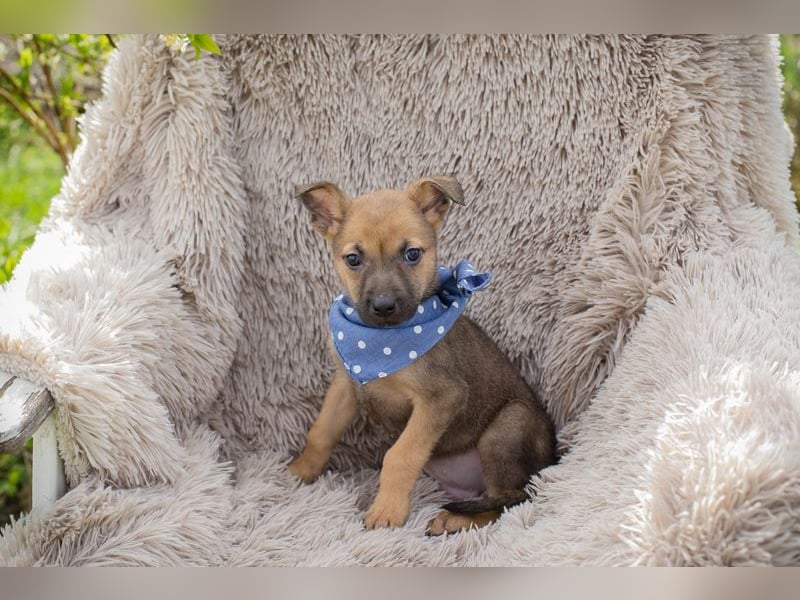 Chip 271369 sucht ein Zuhause