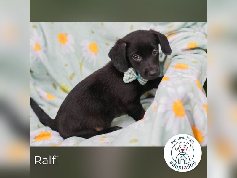 Ralfi sucht ein Zuhause