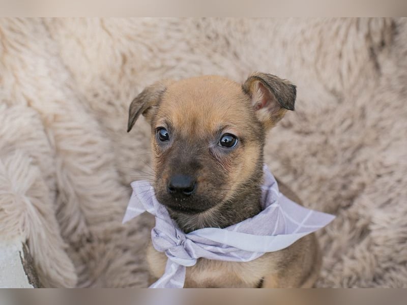 Chip 271953 sucht ein Zuhause