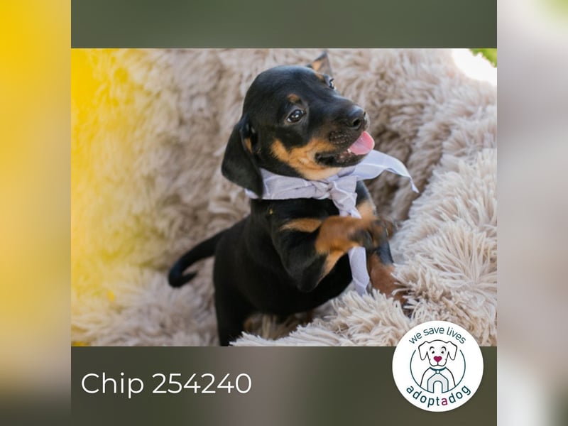 Chip 254240 sucht ein Zuhause