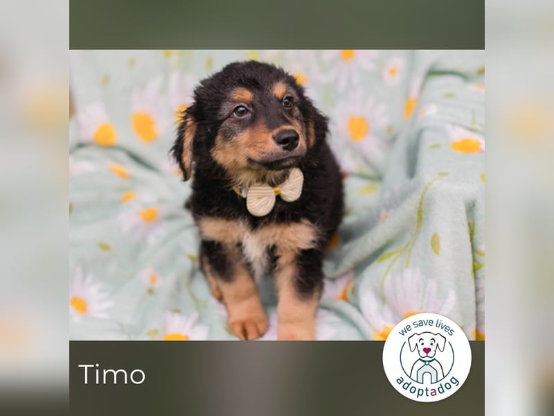 Timo sucht ein Zuhause