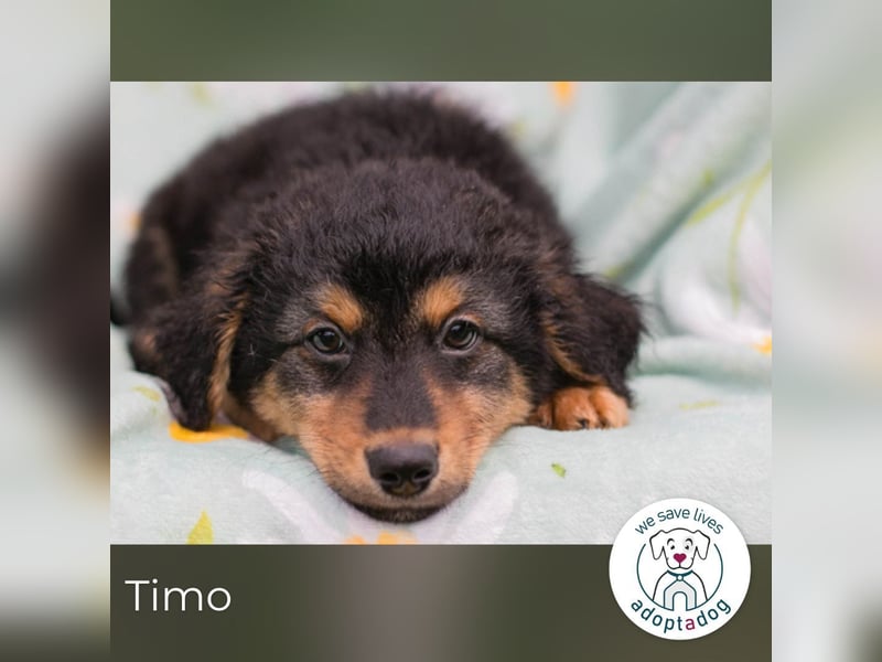 Timo sucht ein Zuhause