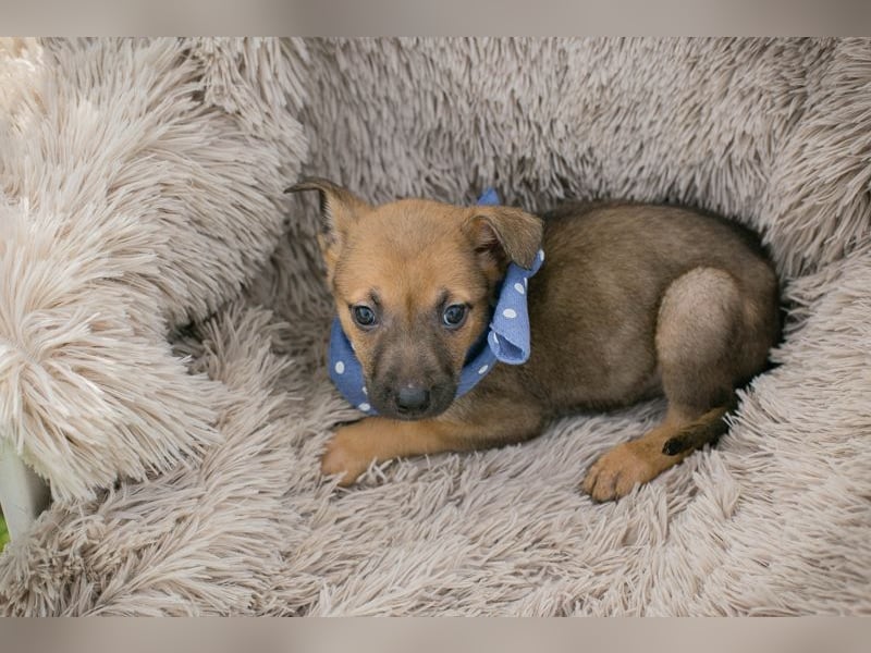 Chip 271369 sucht ein Zuhause