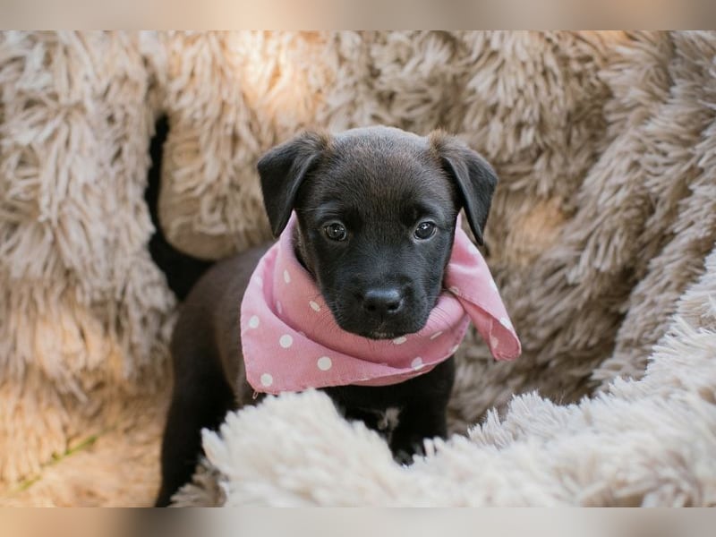 Chip 267184 sucht ein Zuhause