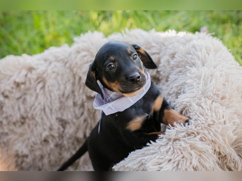 Chip 254240 sucht ein Zuhause