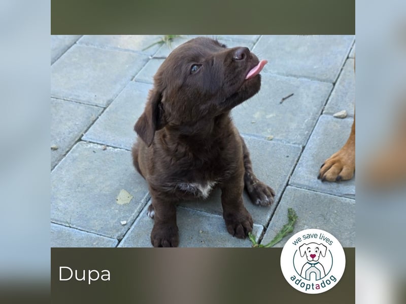 Dupa 287987 sucht ein zu Hause