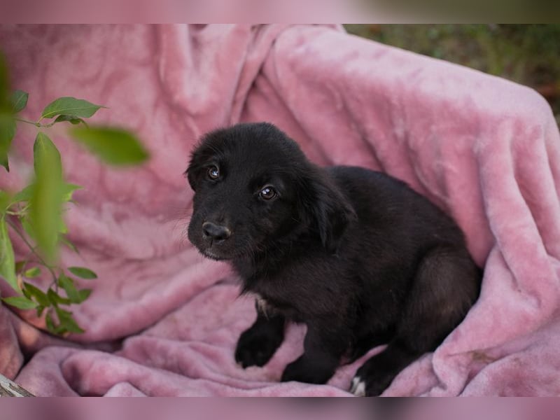 Chip 286716 sucht ein zu Hause