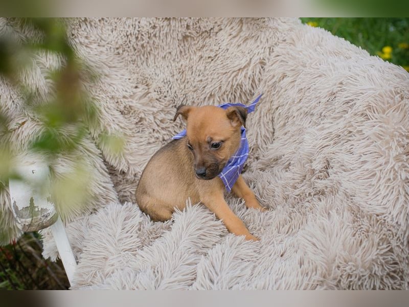 Chip 272072 sucht ein Zuhause