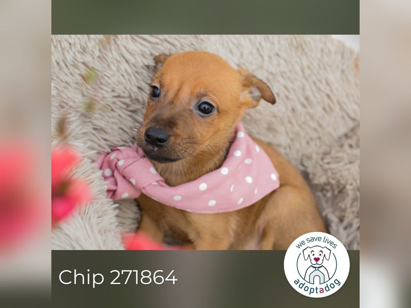 Chip 271864 sucht ein Zuhause