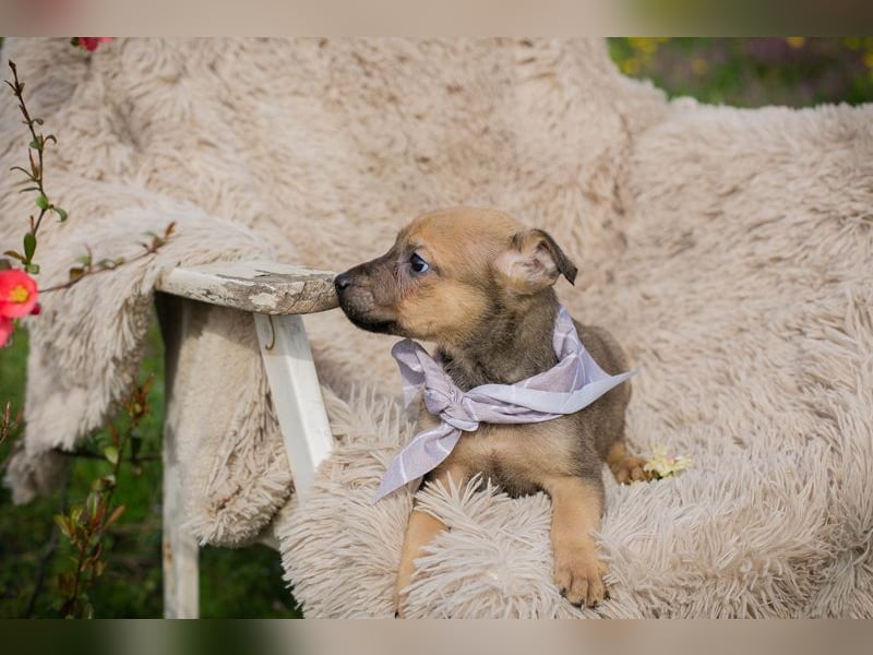 Chip 271953 sucht ein Zuhause