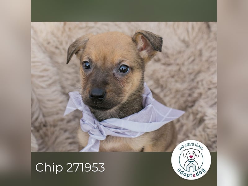 Chip 271953 sucht ein Zuhause