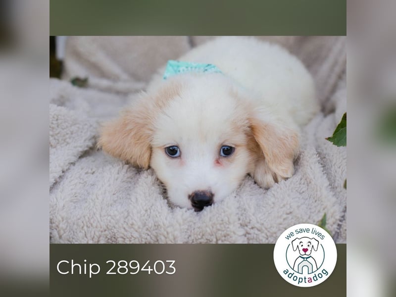 Chip 289403 sucht ein zu Hause