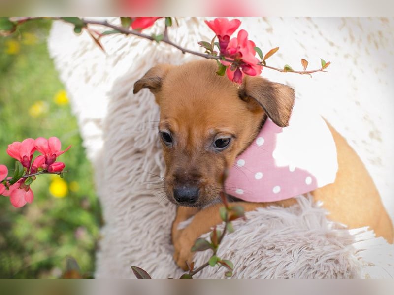 Chip 271864 sucht ein Zuhause