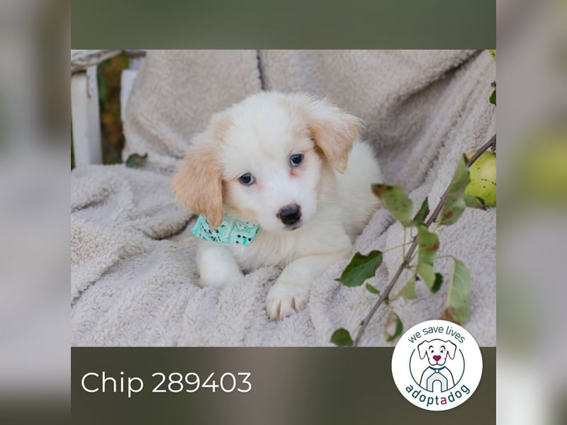 Chip 289403 sucht ein zu Hause