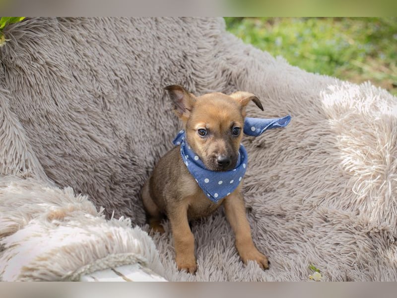 Chip 271369 sucht ein Zuhause