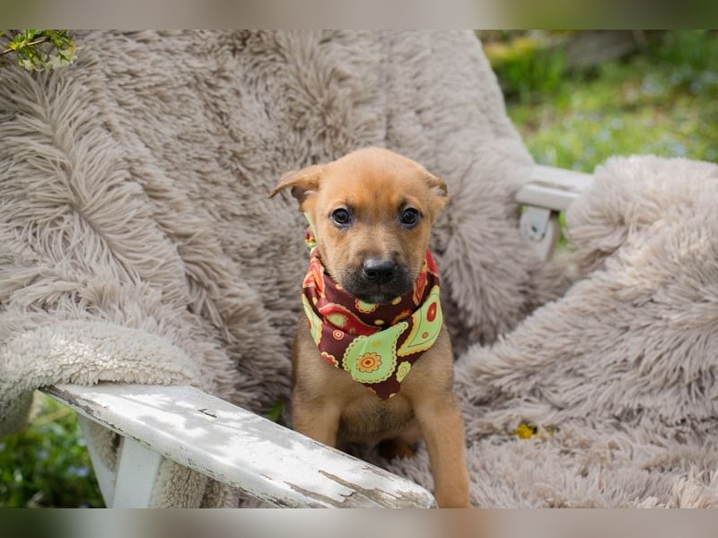 Spajder sucht ein Zuhause