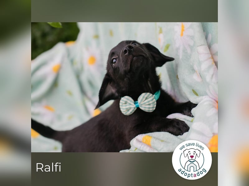 Ralfi sucht ein Zuhause