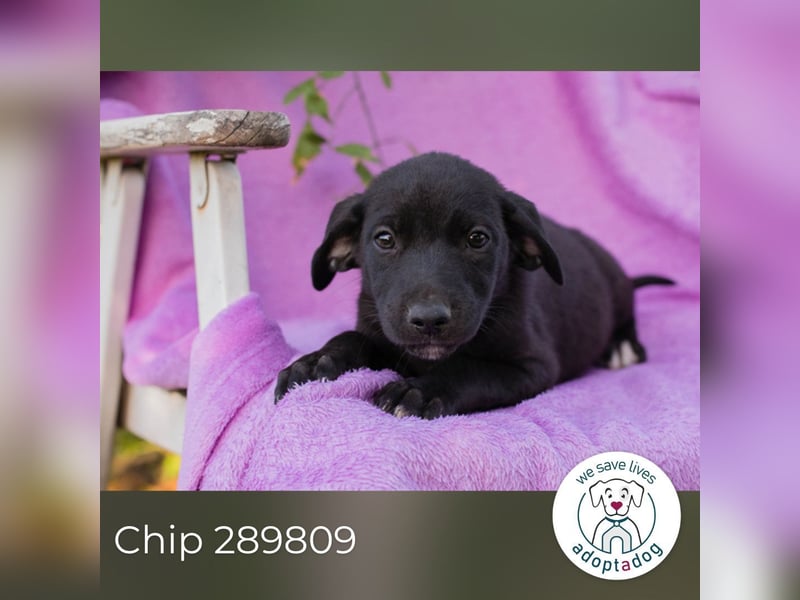 Chip 289809 sucht ein zu Hause