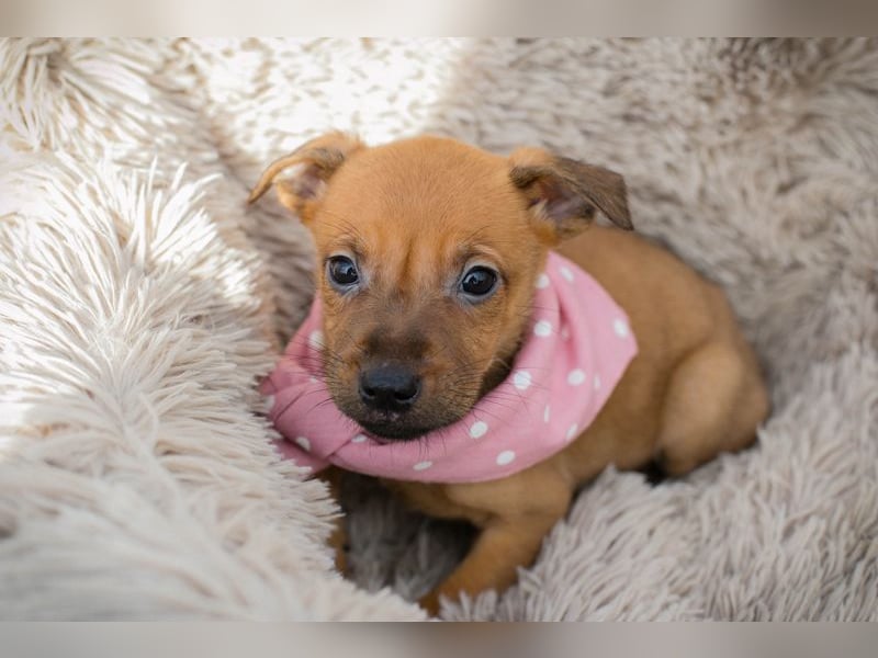 Chip 271864 sucht ein Zuhause