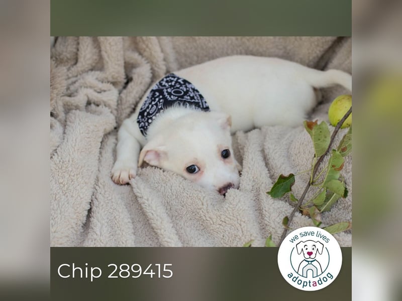 Chip 289415 sucht ein zu Hause