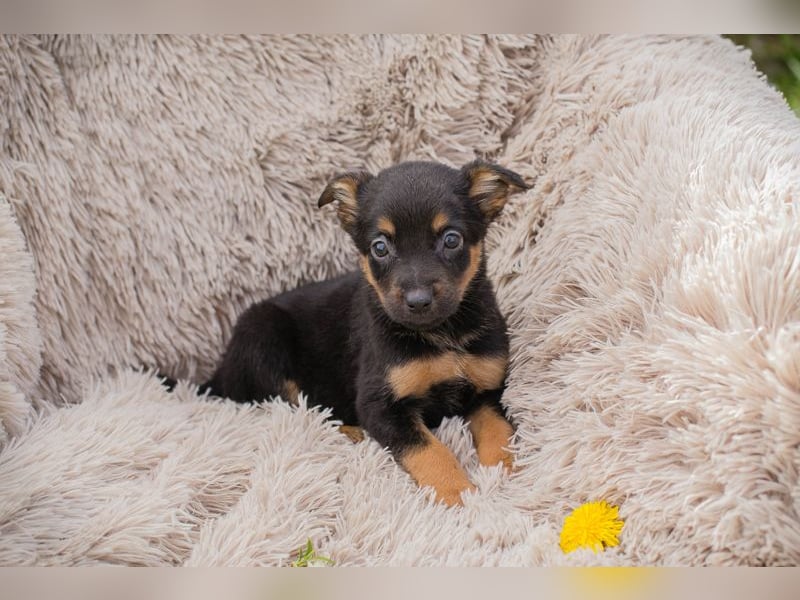 Chip 275953 sucht ein Zuhause