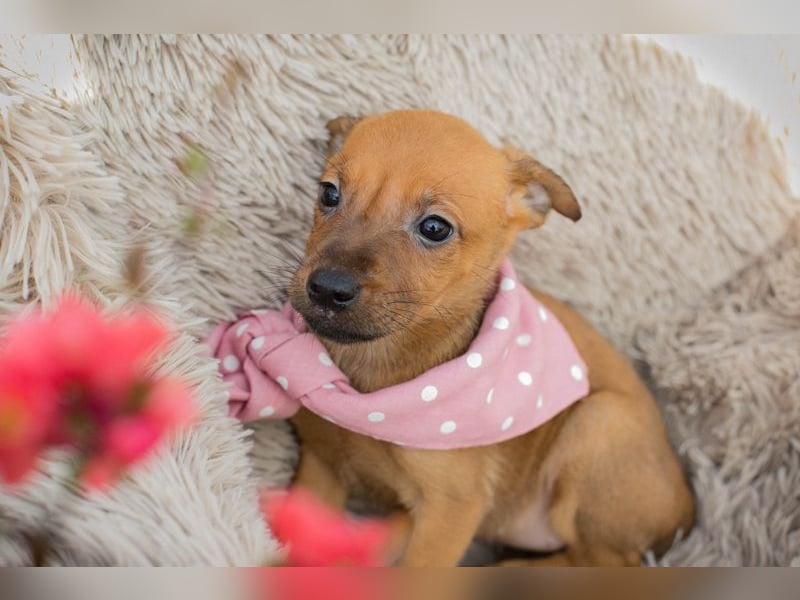 Chip 271864 sucht ein Zuhause