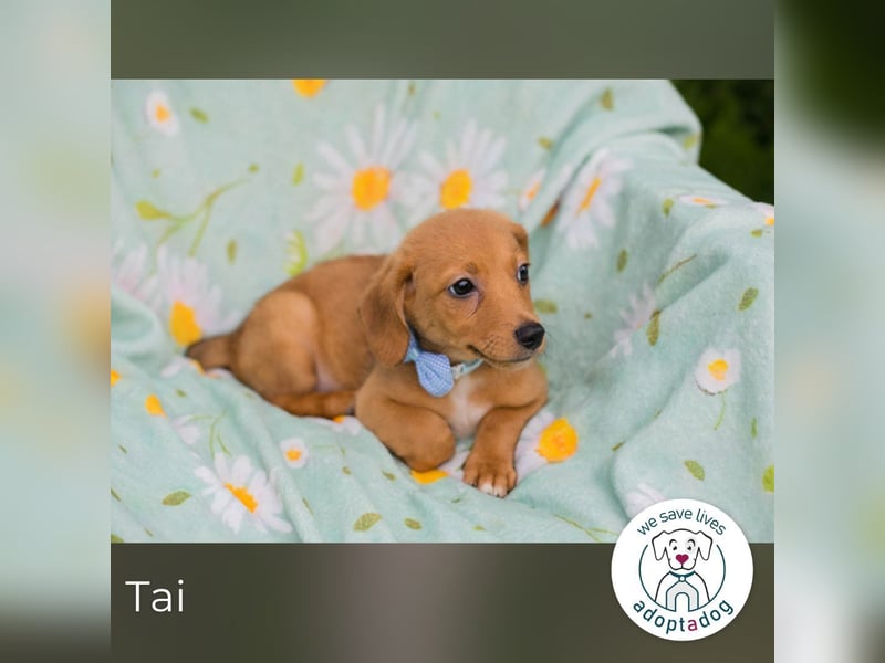 Tai sucht ein Zuhause