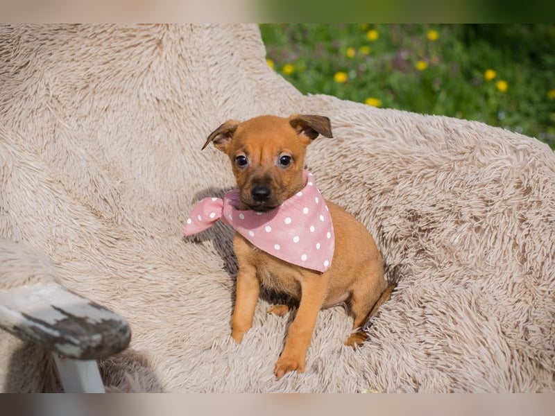 Chip 271864 sucht ein Zuhause