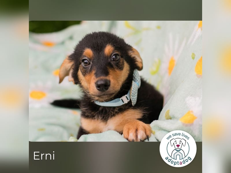 Erni sucht ein Zuhause