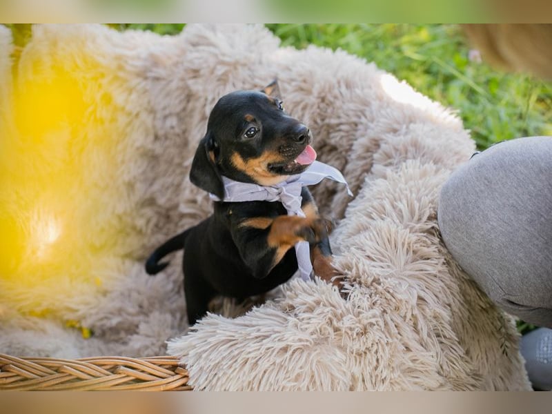 Chip 254240 sucht ein Zuhause