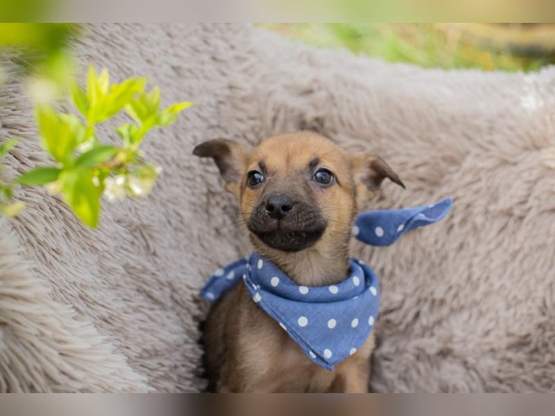 Chip 271369 sucht ein Zuhause