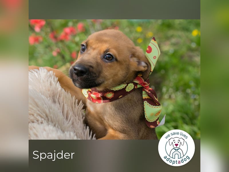 Spajder sucht ein Zuhause