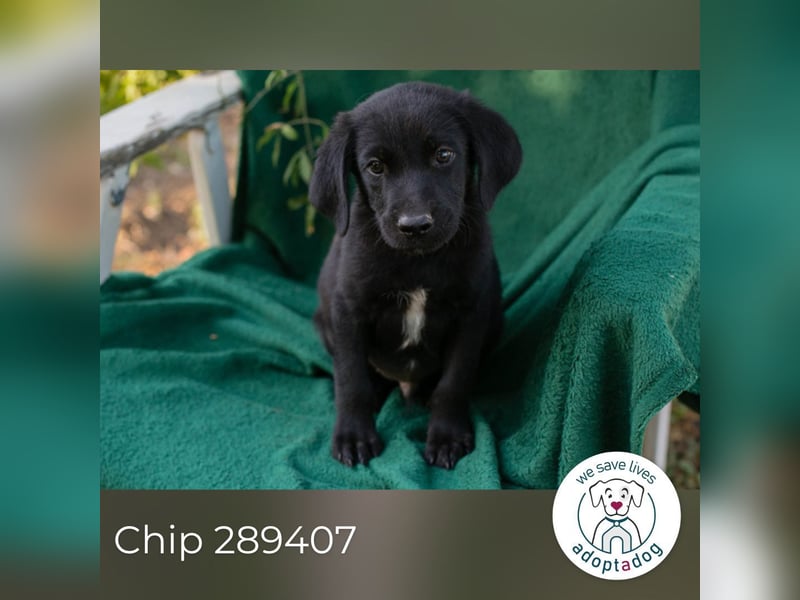 Chip 289407 sucht ein zu Hause