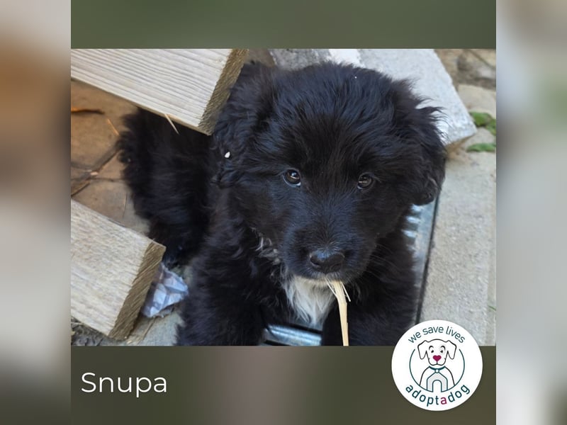 Snupa 289051 sucht ein zu Hause