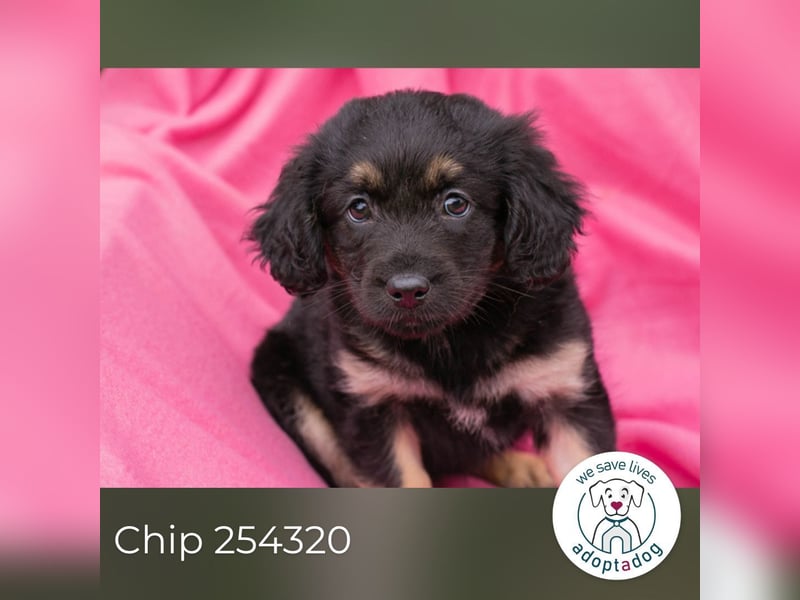 Chip 254320 sucht ein Zuhause