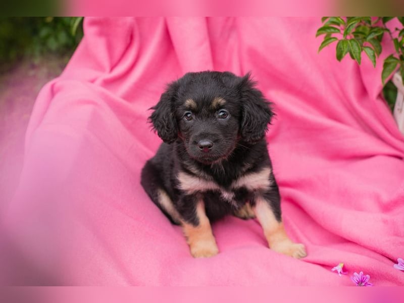 Chip 254320 sucht ein Zuhause